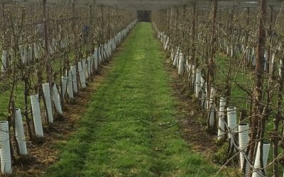 UV bestendige beschermbuis voor rode bessen kwekerij